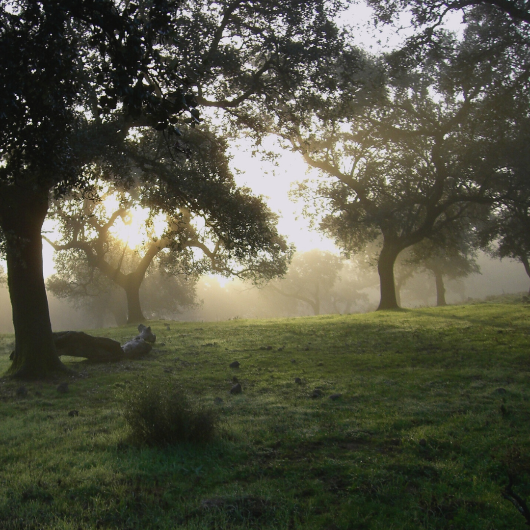 biodiversidade