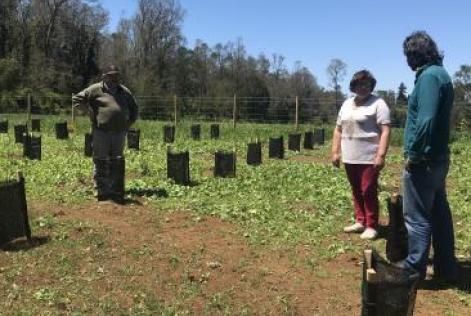 smallholders
