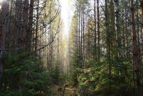 Floresta
