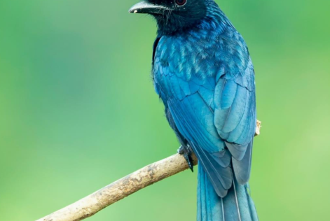 cop15