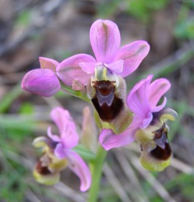 Orquídea