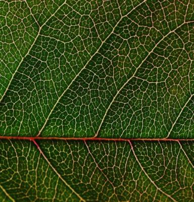 Leaf